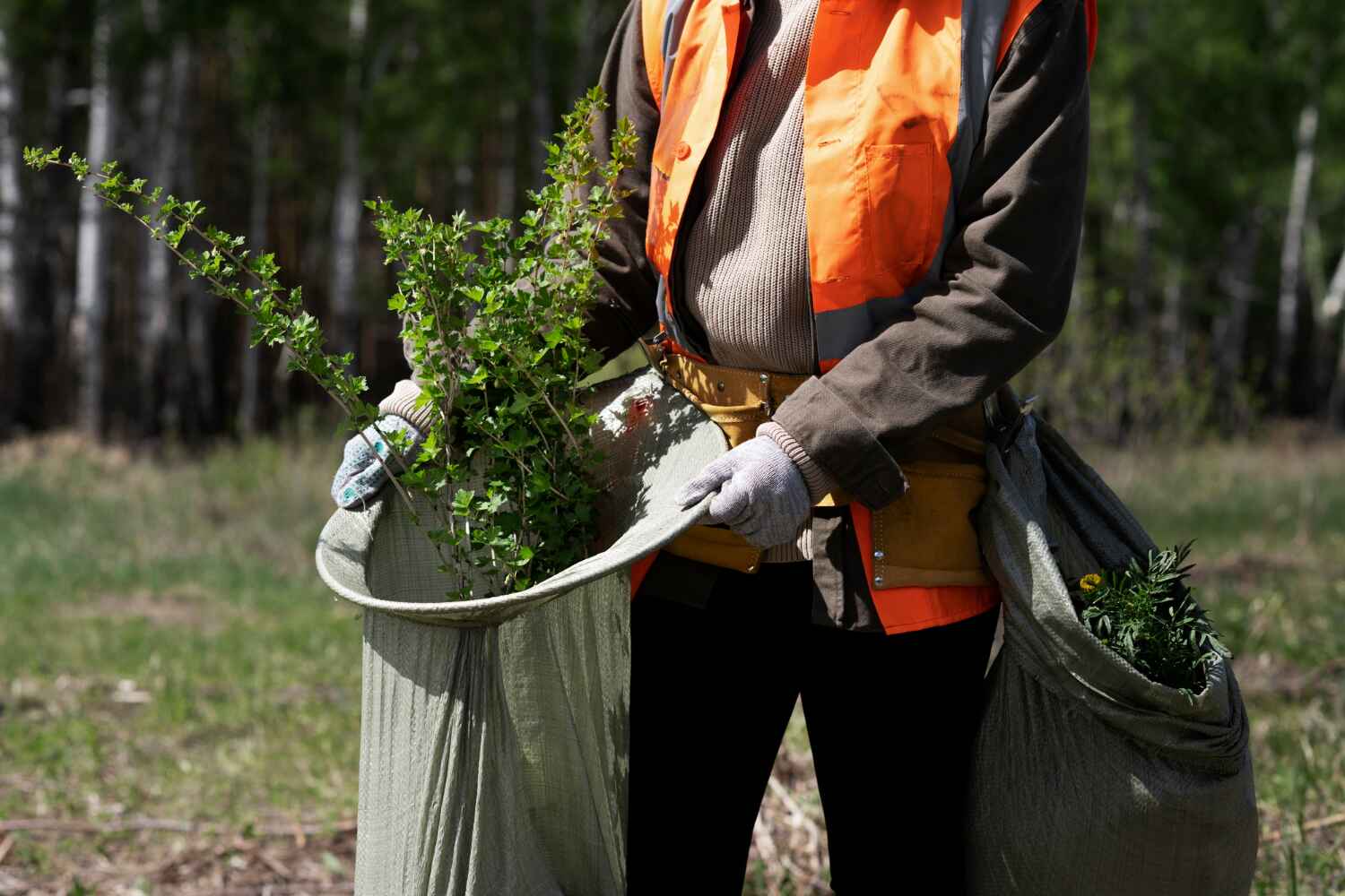 Best Arborist Services Near Me  in Pine Lawn, MO